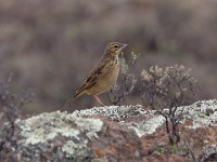 Mountain Pipit (Anthus hoeschi)