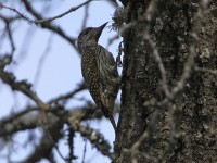 Golden-tailed Woodpecker (Campethera abingoni)