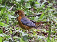 Red-capped Robin-Chat (Cossypha natalensis)