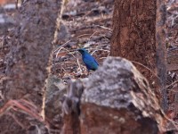 Miombo Blue-eared Starling (Lamprotornis elisabeth)