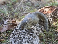 Smith's Bush Squirrel (Paraxerus cepapi)