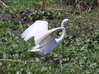 Intermediate Egret (Egretta intermedia)