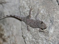 Gecko sp.