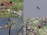 Wing-snapping Cisticola (Cisticola ayresii) Lanner Falcon (Falco biarmicus) Baglafecht Weaver (Ploceus baglafecht) Cape Robin-Chat (Cossypha caffra)