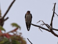 Angolan Swallow (Hirundo angolensis)