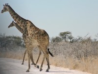 South African Giraffe (Giraffa camelopardalis giraffa)