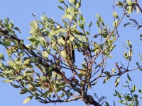 Shelley's Sunbird (Cinnyris shelleyi)