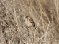 Desert Cisticola (Cisticola aridulus)