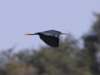 Black Heron (Egretta ardesiaca)