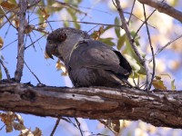 Rüppell's Parrot (Poicephalus rueppellii)