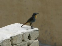 Cape Robin-Chat (Cossypha caffra)