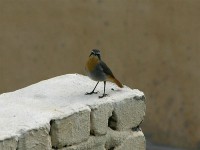 Cape Robin-Chat (Cossypha caffra)