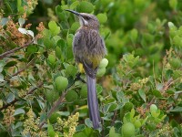 Cape Sugarbird (Promerops cafer)