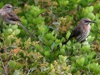 Cape Sugarbird (Promerops cafer)