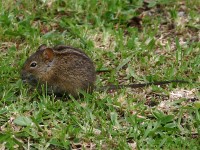 Four-striped Grass Mouse (Rhabdomys pumilio)