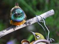 Orange-breasted Sunbird (Anthobaphes violacea) Cape White-eye (Zosterops virens capensis)