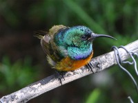 Orange-breasted Sunbird (Anthobaphes violacea)