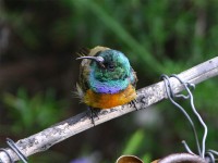 Orange-breasted Sunbird (Anthobaphes violacea)