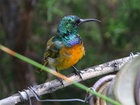 Orange-breasted Sunbird (Anthobaphes violacea)