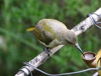 Orange-breasted Sunbird (Anthobaphes violacea)