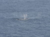 Southern Right Whale (Eubalaena australis)