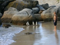 African Penguin (Spheniscus demersus)