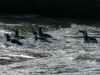 African Penguin (Spheniscus demersus