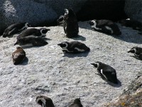 African Penguin (Spheniscus demersus