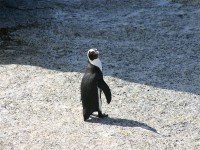 African Penguin (Spheniscus demersus