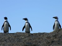 African Penguin (Spheniscus demersus