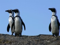 African Penguin (Spheniscus demersus