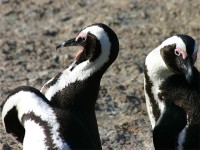 African Penguin (Spheniscus demersus