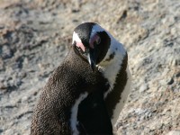 African Penguin (Spheniscus demersus