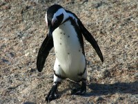 African Penguin (Spheniscus demersus