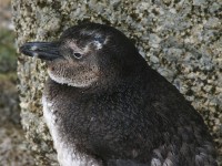 African Penguin (Spheniscus demersus