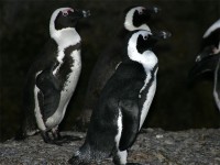 African Penguin (Spheniscus demersus