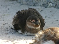 African Penguin (Spheniscus demersus