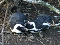 African Penguin (Spheniscus demersus