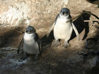 African Penguin (Spheniscus demersus