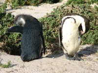 African Penguin (Spheniscus demersus