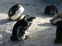 African Penguin (Spheniscus demersus