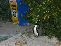 African Penguin (Spheniscus demersus