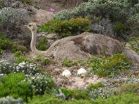 Common Ostrich (Struthio camelus)