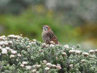 Cape Grassbird (Sphenoeacus afer)