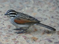 Cape Bunting (Emberiza capensis)