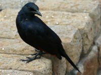 Red-winged Starling (Onychognathus morio)