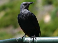 Red-winged Starling (Onychognathus morio)