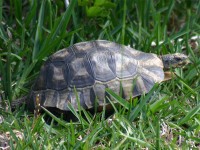 Angulate Tortoise (Chersina angulata)