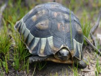 Angulate Tortoise (Chersina angulata)