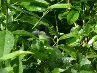 Bar-throated Apalis (Apalis thoracica)